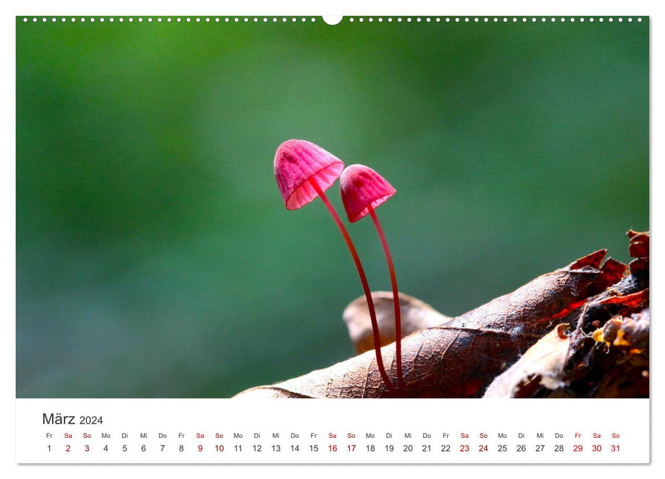 Un voyage dans le monde magique des champignons (Calendrier mural CALVENDO 2024) 