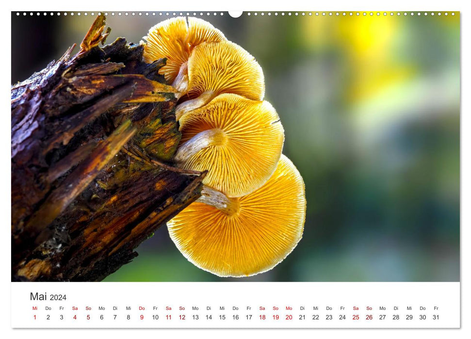Ein Ausflug in die magische Welt der Pilze (CALVENDO Wandkalender 2024)