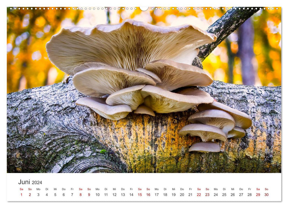 Ein Ausflug in die magische Welt der Pilze (CALVENDO Wandkalender 2024)