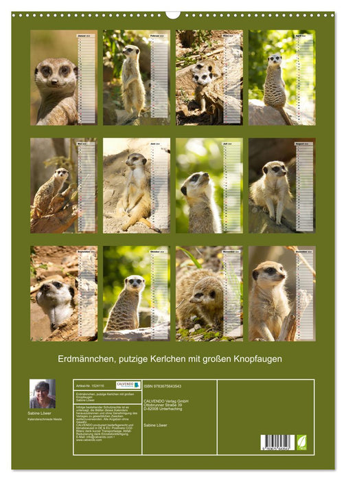Erdmännchen, putzige Kerlchen mit großen Knopfaugen (CALVENDO Wandkalender 2024)