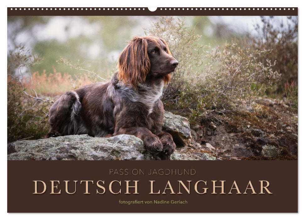 Passion Chien de chasse – Poils longs allemands (Calendrier mural CALVENDO 2024) 