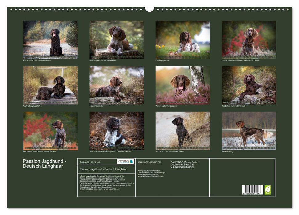 Passion Chien de chasse – Poils longs allemands (Calendrier mural CALVENDO 2024) 