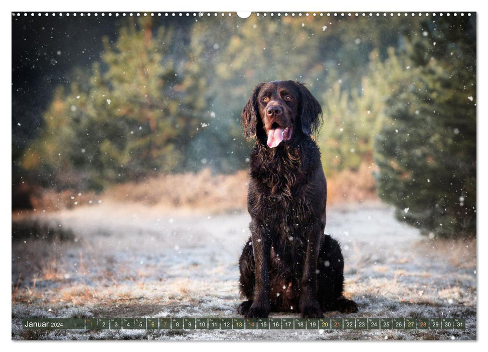 Passion Hunting Dog - German Longhair (CALVENDO Wall Calendar 2024) 