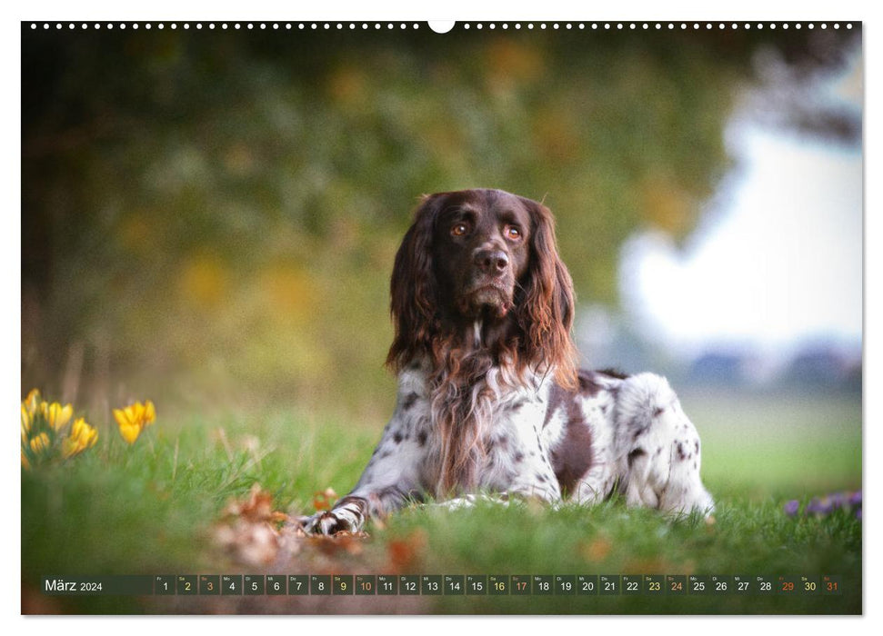 Passion Hunting Dog - German Longhair (CALVENDO Wall Calendar 2024) 