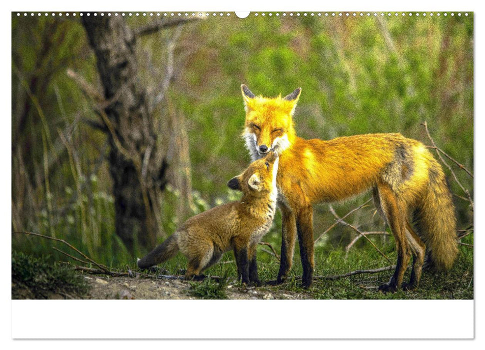 Junge Füchse - Verspielte Neugierde. (CALVENDO Premium Wandkalender 2024)