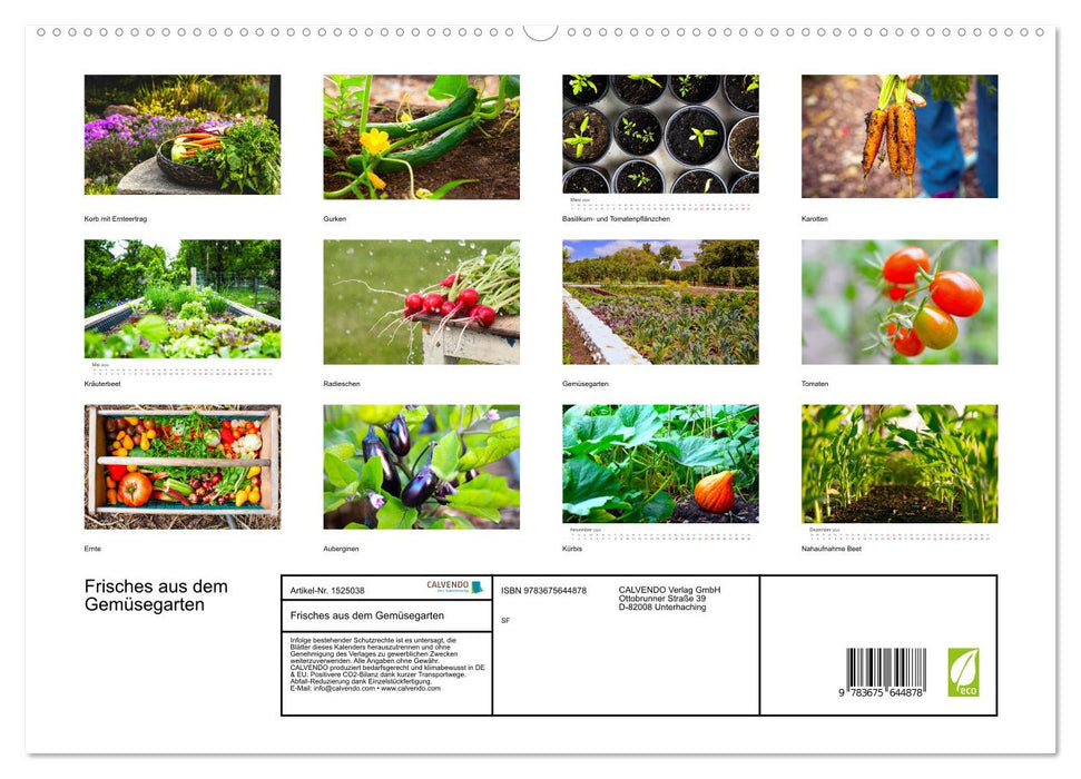 Frisches aus dem Gemüsegarten (CALVENDO Premium Wandkalender 2024)