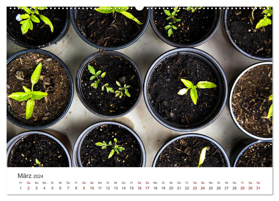 Frisches aus dem Gemüsegarten (CALVENDO Premium Wandkalender 2024)