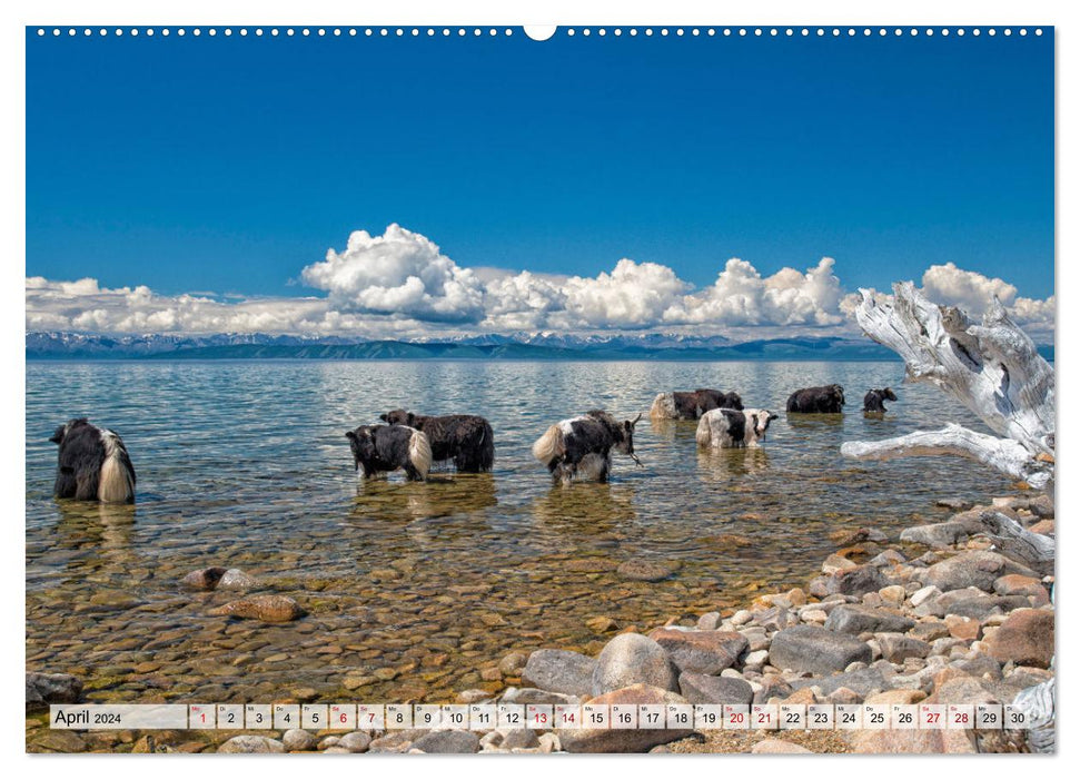 Yaks - auf steinigen Pfaden (CALVENDO Premium Wandkalender 2024)