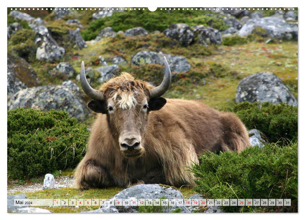 Yaks - auf steinigen Pfaden (CALVENDO Premium Wandkalender 2024)