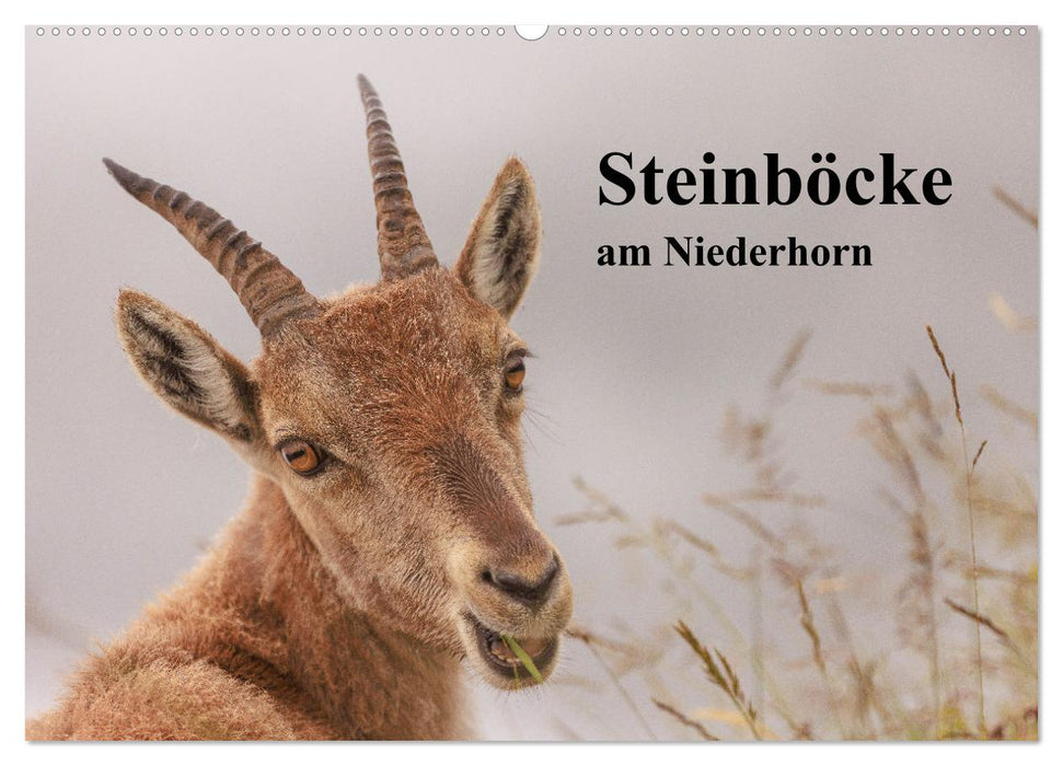 Steinböcke am Niederhorn (CALVENDO Wandkalender 2024)