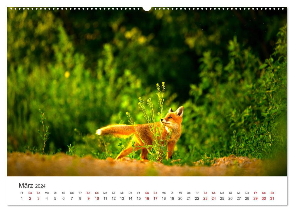 Jeunes renards - Curiosité ludique. (Calendrier mural CALVENDO 2024) 