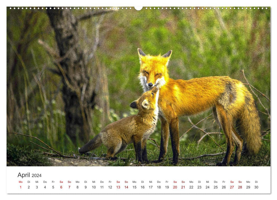 Junge Füchse - Verspielte Neugierde. (CALVENDO Wandkalender 2024)