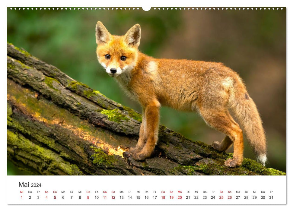 Jeunes renards - Curiosité ludique. (Calendrier mural CALVENDO 2024) 