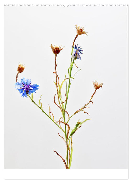 Blütenmetamorphosen (CALVENDO Wandkalender 2024)