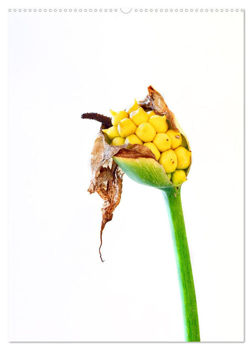 Blütenmetamorphosen (CALVENDO Wandkalender 2024)