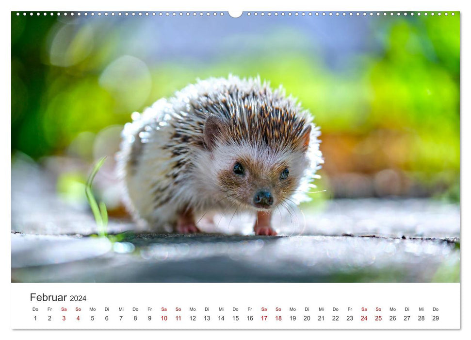 Igel - Niedliche kleine Stachelritter (CALVENDO Wandkalender 2024)