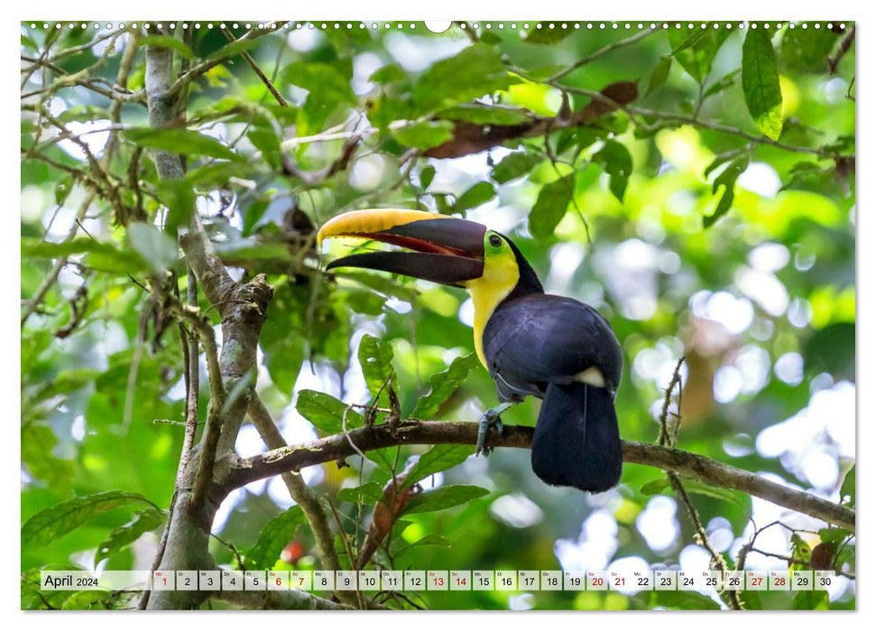Costa Rica – Faune et paysages (Calvendo Premium Wall Calendar 2024) 