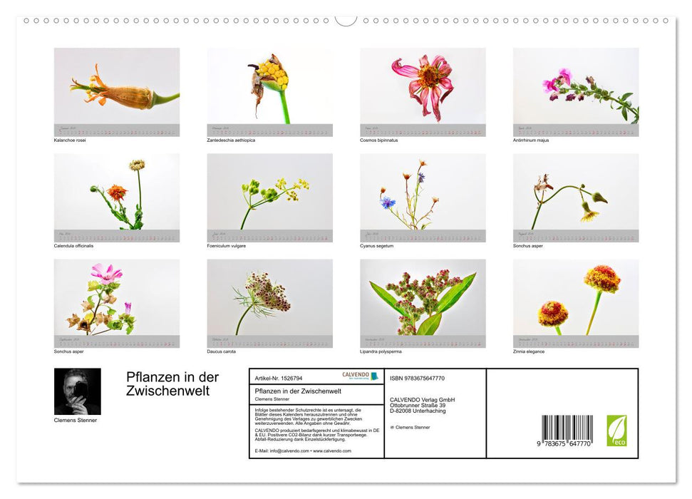 Les plantes du monde intermédiaire (Calendrier mural CALVENDO Premium 2024) 