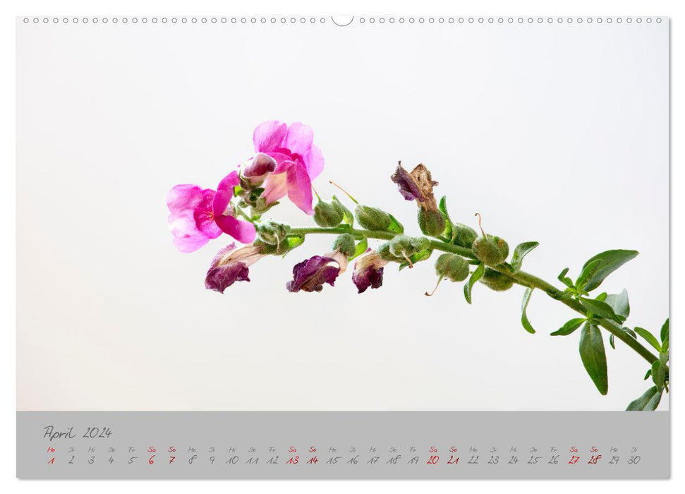 Pflanzen in der Zwischenwelt (CALVENDO Premium Wandkalender 2024)