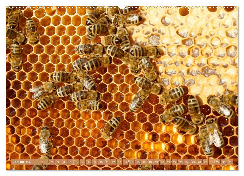 L'apiculteur : Passion pour les abeilles mellifères (Calendrier mural CALVENDO Premium 2024) 