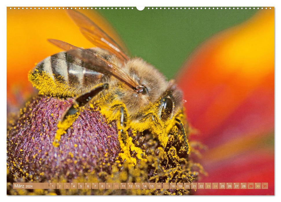 L'apiculteur : Passion pour les abeilles mellifères (Calendrier mural CALVENDO Premium 2024) 