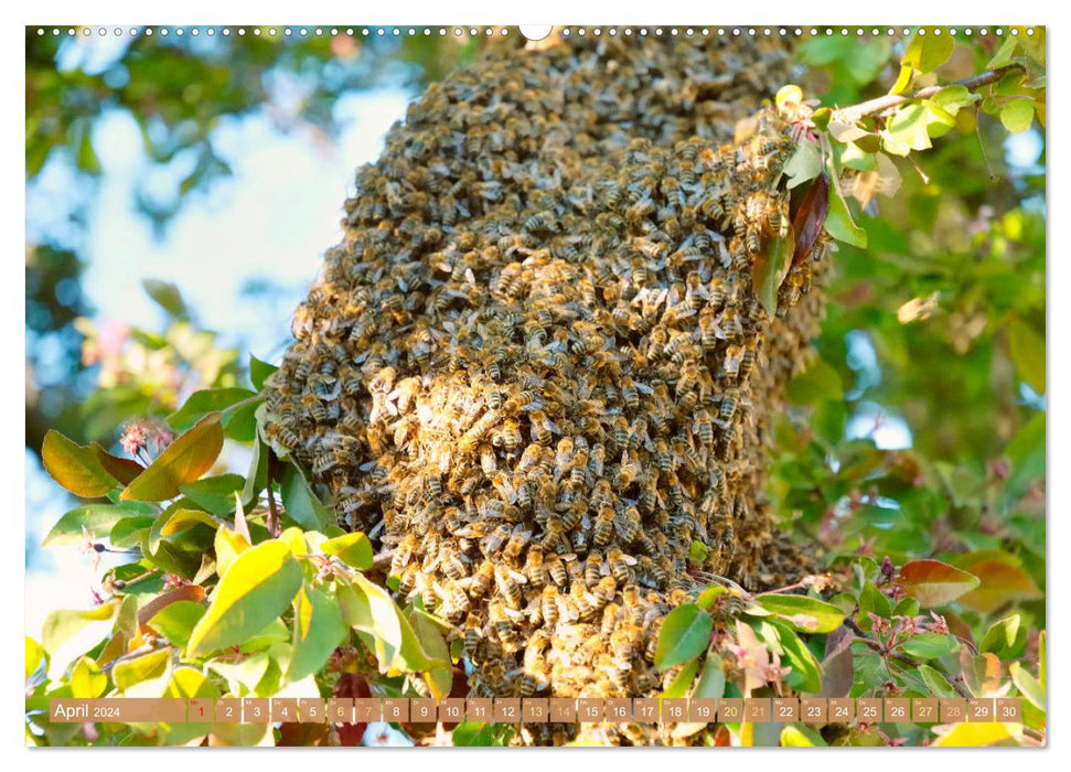 L'apiculteur : Passion pour les abeilles mellifères (Calendrier mural CALVENDO Premium 2024) 