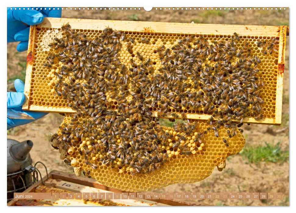 L'apiculteur : Passion pour les abeilles mellifères (Calendrier mural CALVENDO Premium 2024) 