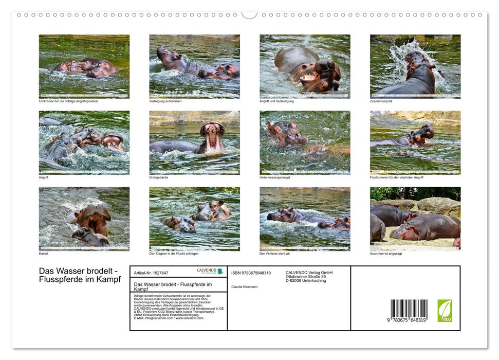 Das Wasser brodelt - Flusspferde im Kampf (CALVENDO Premium Wandkalender 2024)