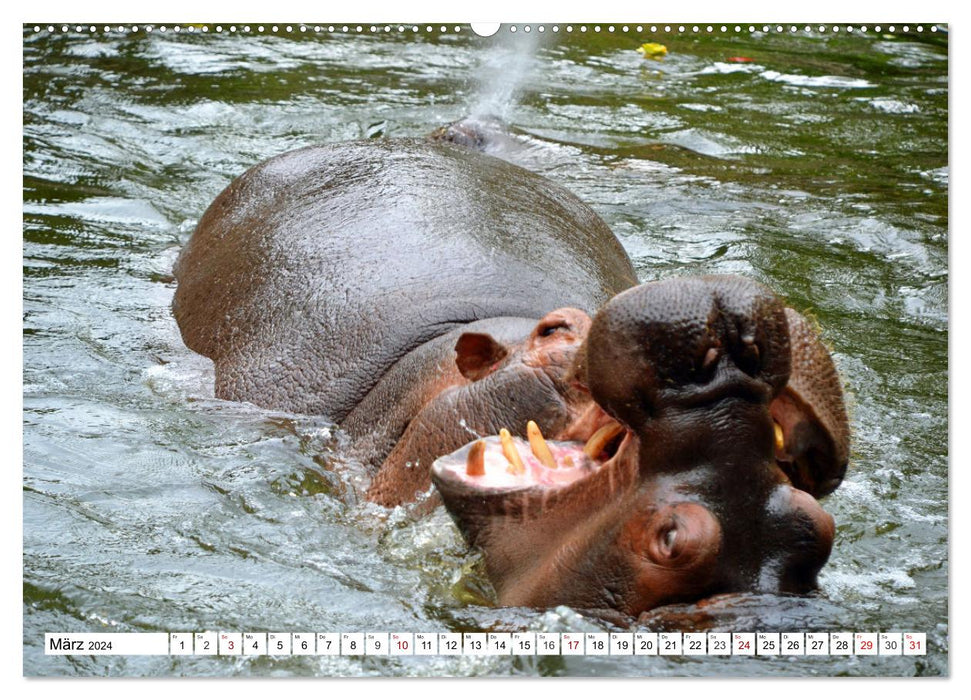 Das Wasser brodelt - Flusspferde im Kampf (CALVENDO Premium Wandkalender 2024)