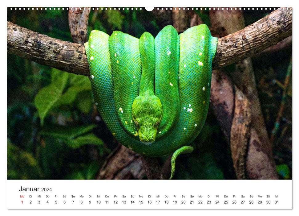 Reptilien - Tierische Farbenpracht (CALVENDO Premium Wandkalender 2024)