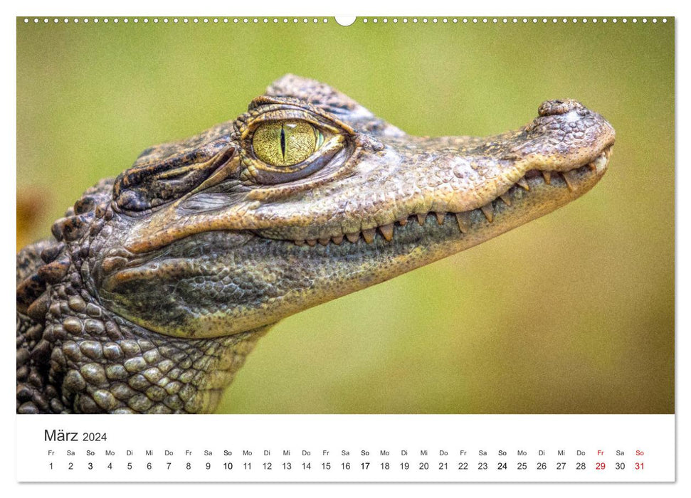 Reptiles - Couleurs animales (Calvendo Premium Wall Calendar 2024) 