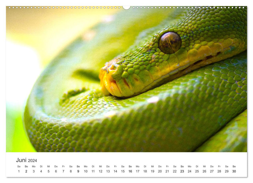 Reptilien - Tierische Farbenpracht (CALVENDO Premium Wandkalender 2024)