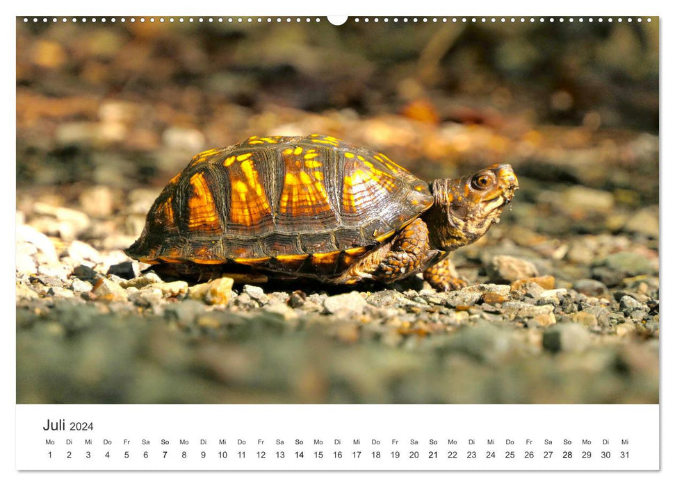 Reptilien - Tierische Farbenpracht (CALVENDO Premium Wandkalender 2024)