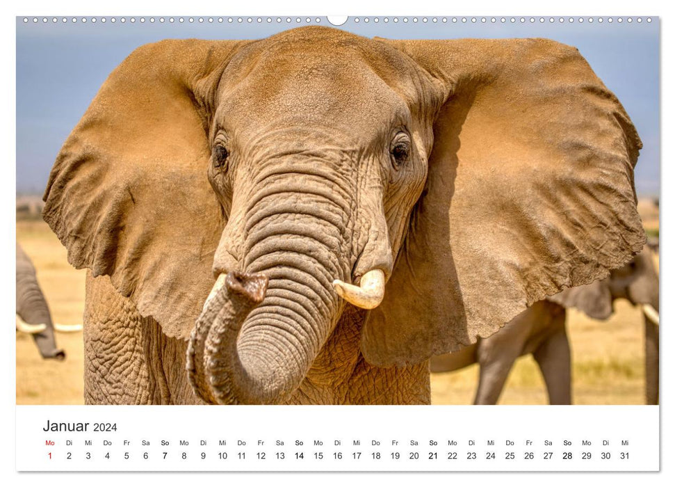 A heart for elephants (CALVENDO wall calendar 2024) 