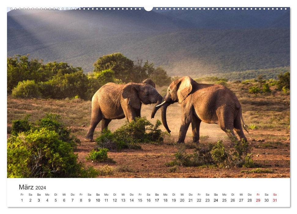 Ein Herz für Elefanten (CALVENDO Wandkalender 2024)