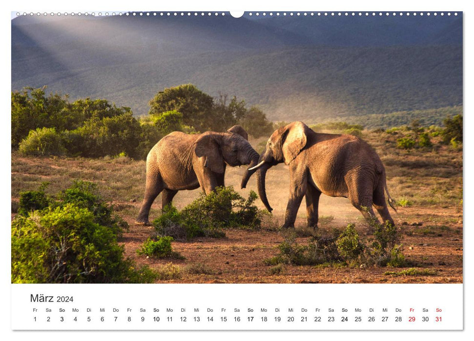 A heart for elephants (CALVENDO wall calendar 2024) 