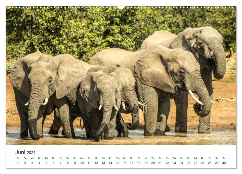 Ein Herz für Elefanten (CALVENDO Wandkalender 2024)