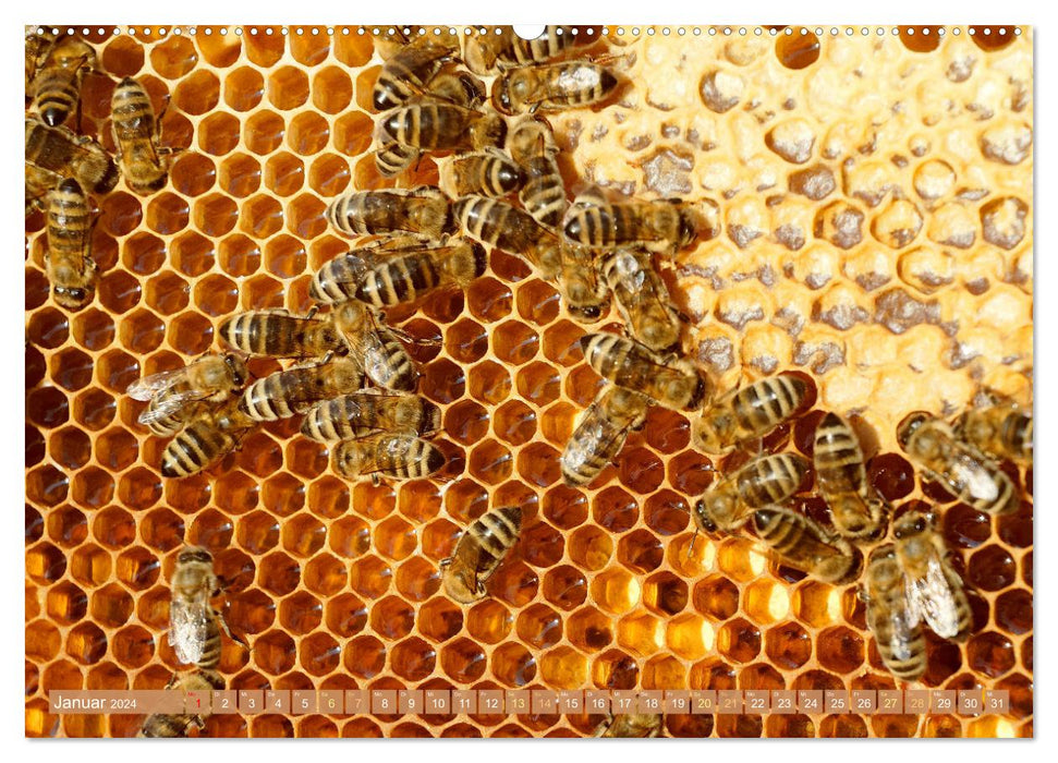 L'apiculteur : la passion des abeilles mellifères (Calendrier mural CALVENDO 2024) 