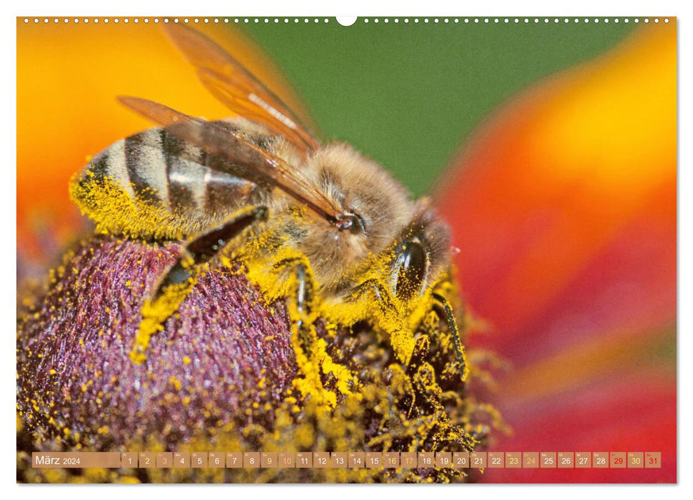 Der Imker: Leidenschaft für die Honigbiene (CALVENDO Wandkalender 2024)