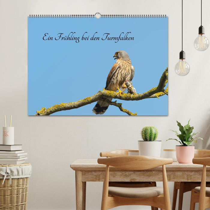 A spring with the kestrels (CALVENDO wall calendar 2024) 