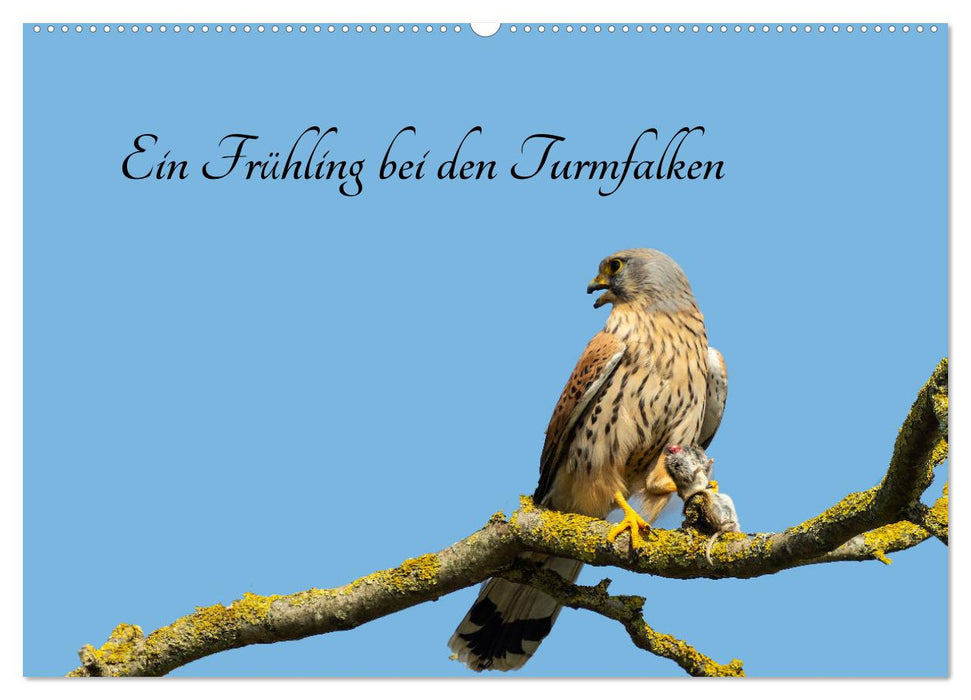 A spring with the kestrels (CALVENDO wall calendar 2024) 