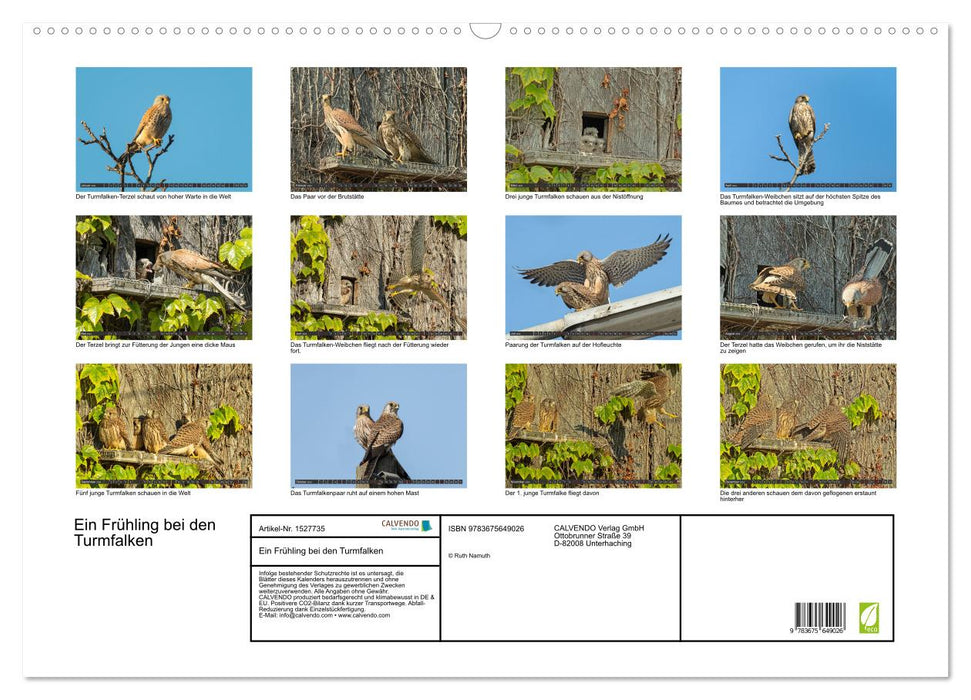 A spring with the kestrels (CALVENDO wall calendar 2024) 