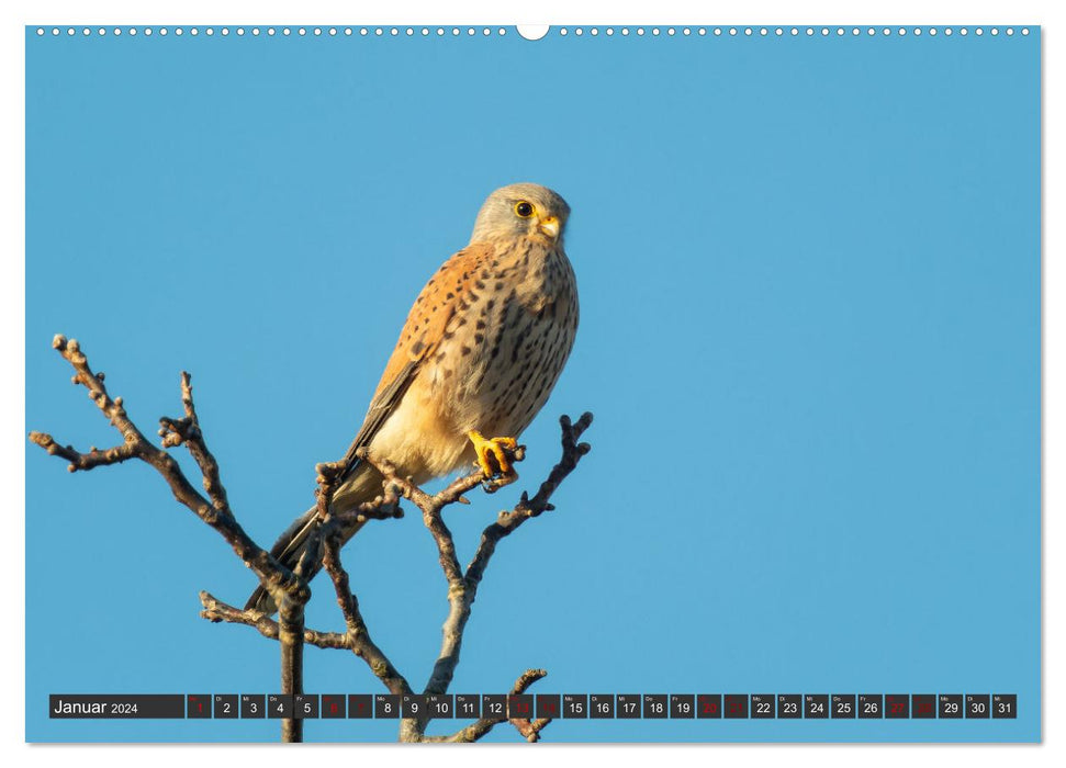 A spring with the kestrels (CALVENDO wall calendar 2024) 