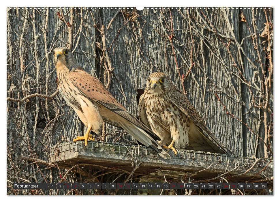 A spring with the kestrels (CALVENDO wall calendar 2024) 