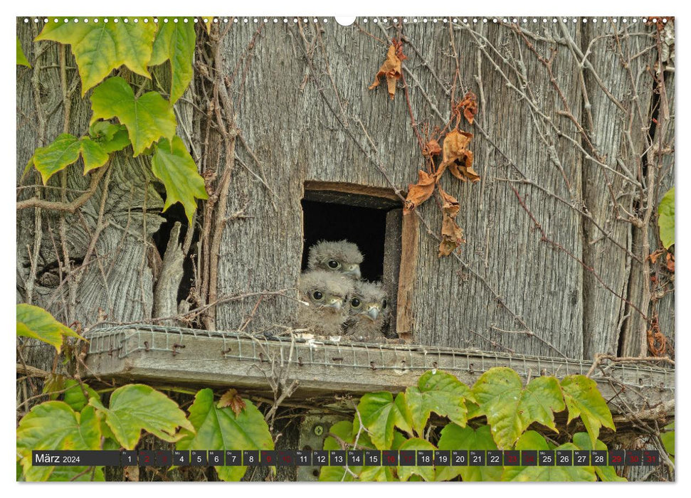 A spring with the kestrels (CALVENDO wall calendar 2024) 