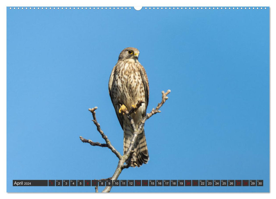 A spring with the kestrels (CALVENDO wall calendar 2024) 