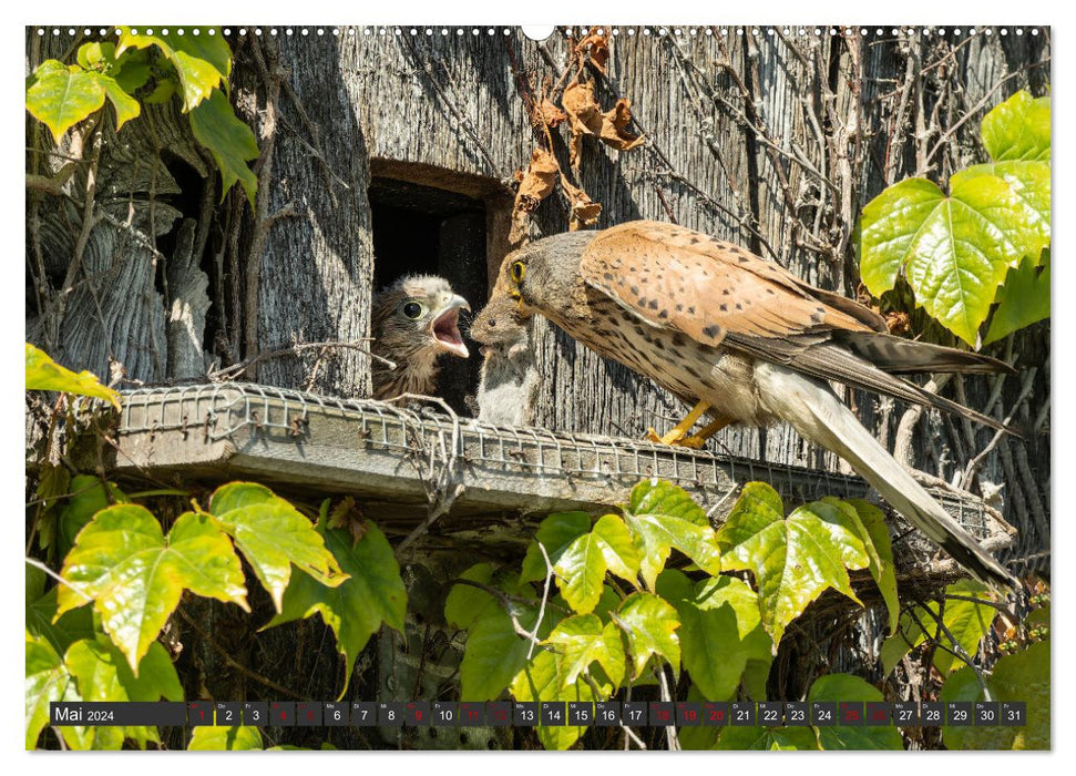 A spring with the kestrels (CALVENDO wall calendar 2024) 