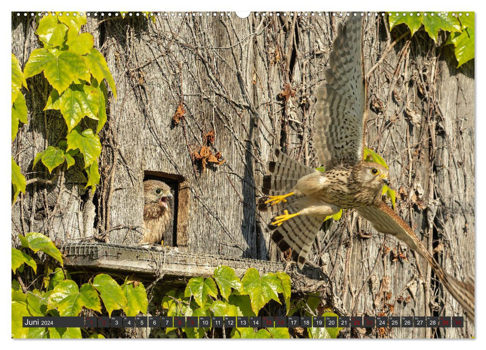 A spring with the kestrels (CALVENDO wall calendar 2024) 