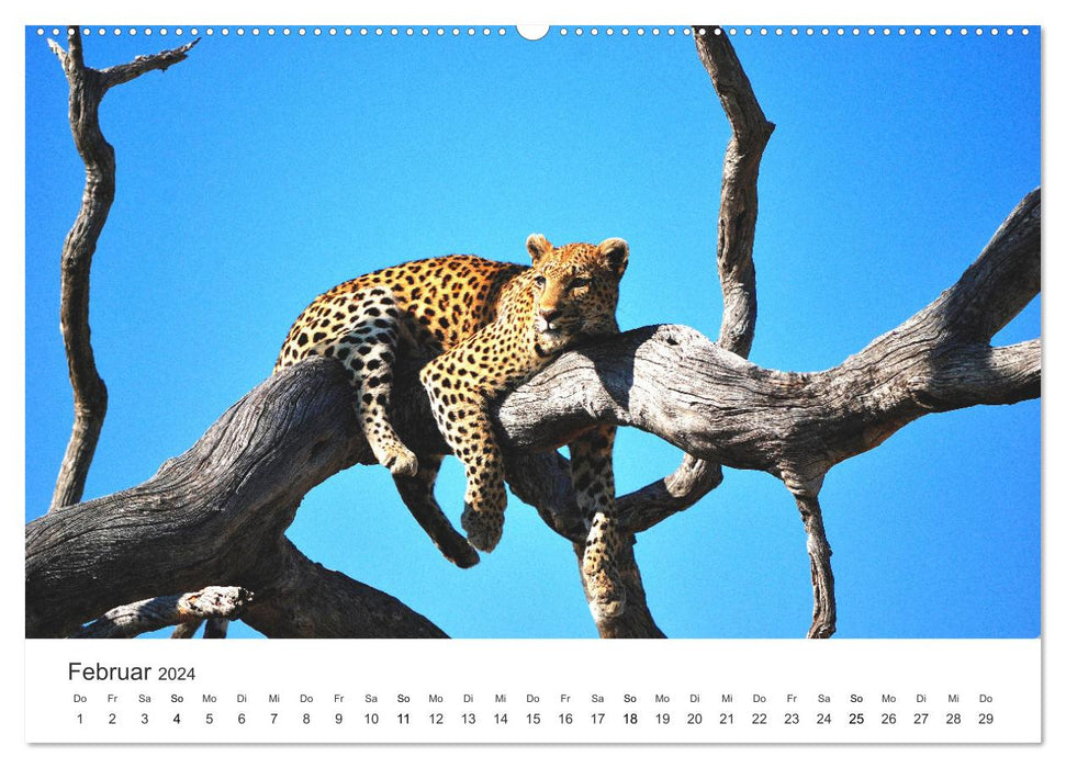 Botswana - Grandiose Wildnis (CALVENDO Premium Wandkalender 2024)