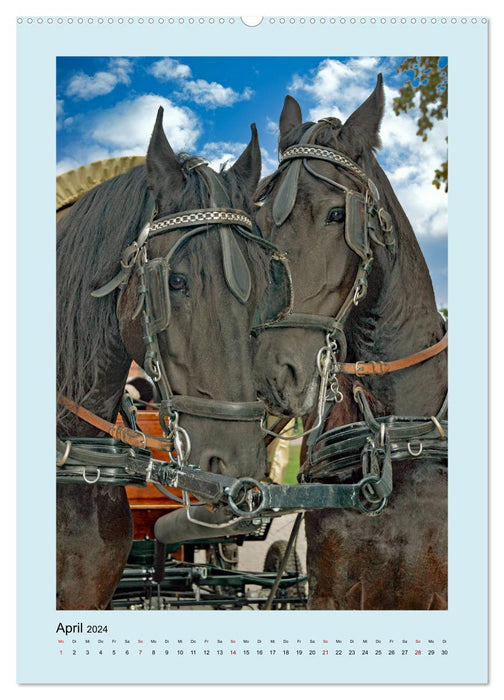 Kutschpferde im Portait (CALVENDO Premium Wandkalender 2024)